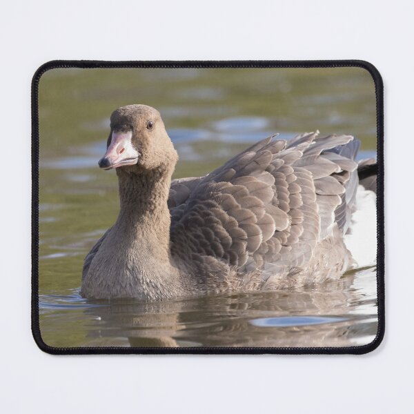Item preview, White Fronted Goose designed and sold by LaurenTucker.