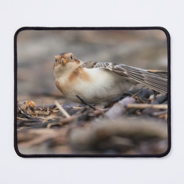 Item preview, Snow Bunting designed and sold by LaurenTucker.