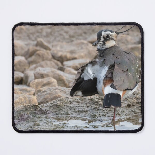 Item preview, Lapwing designed and sold by LaurenTucker.