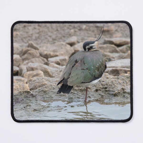 Item preview, Lapwing designed and sold by LaurenTucker.