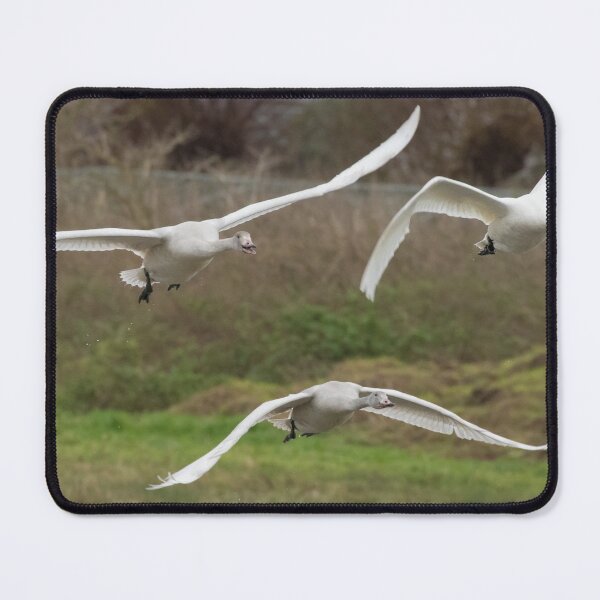 Item preview, Bewick Swan designed and sold by LaurenTucker.