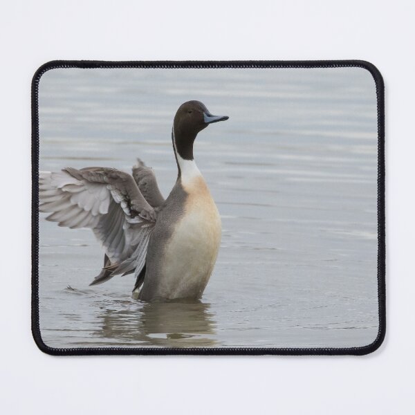 Item preview, Pintail designed and sold by LaurenTucker.