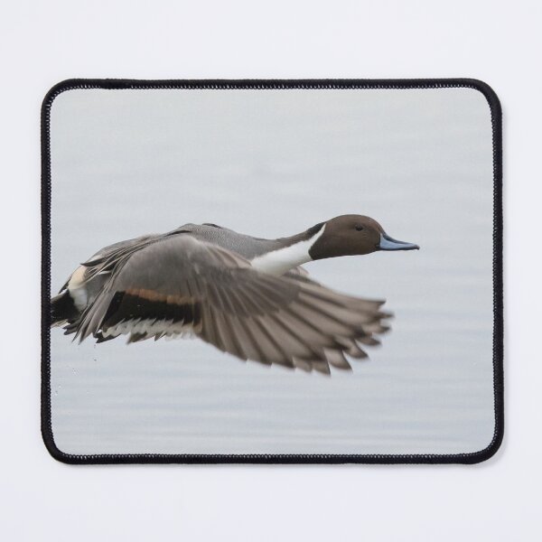 Item preview, Pintail designed and sold by LaurenTucker.