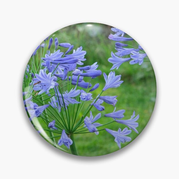Item preview, Agapanthus flowers in garden designed and sold by Photopat.