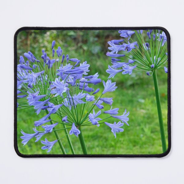 Item preview, Agapanthus flowers in garden designed and sold by Photopat.