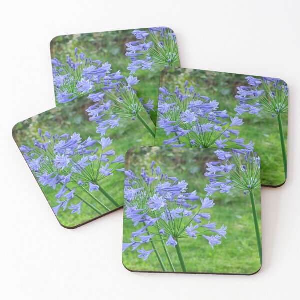 Item preview, Agapanthus flowers in garden designed and sold by Photopat.