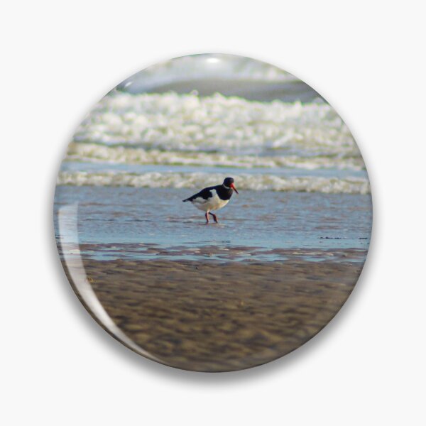 Aperçu de l'œuvre Huîtrier pie à la plage de Winchelsea créée et vendue par Compelling2011.