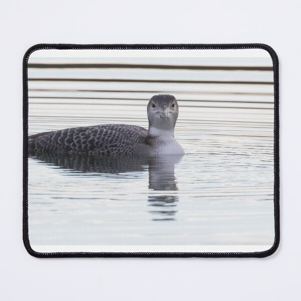 Item preview, Great Northern Diver designed and sold by LaurenTucker.