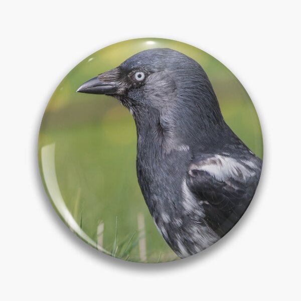 Item preview, Jackdaw designed and sold by LaurenTucker.