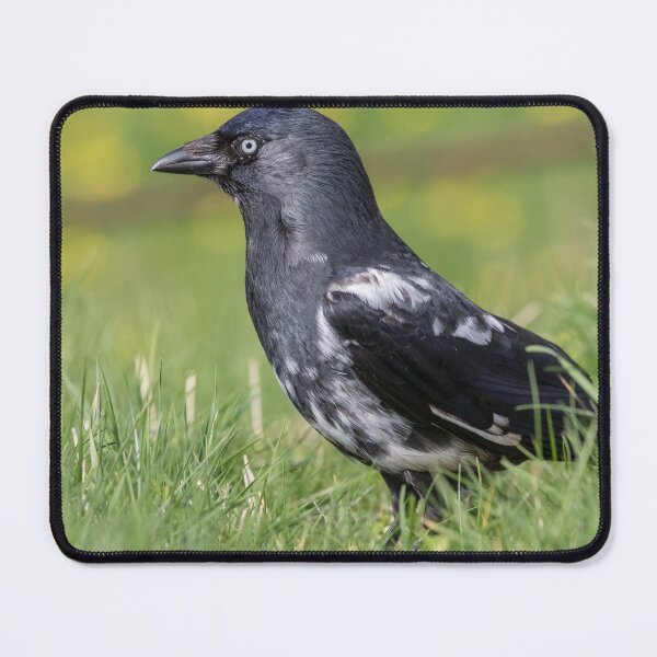 Item preview, Jackdaw designed and sold by LaurenTucker.