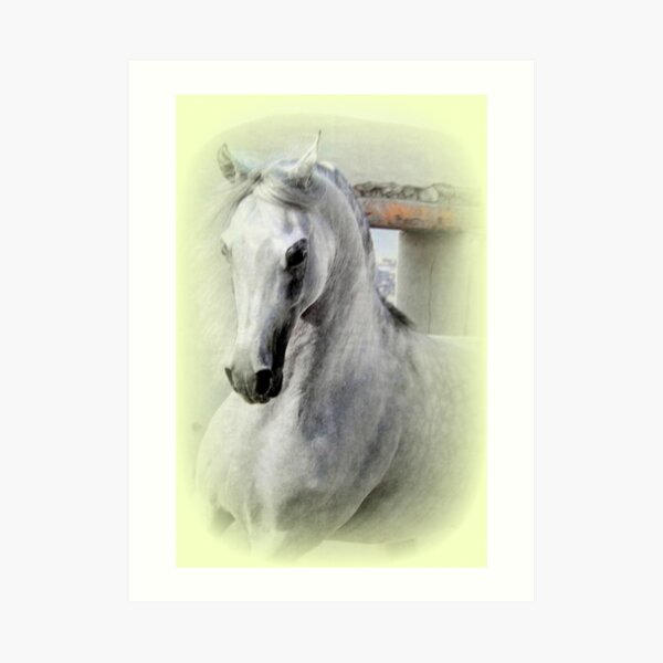 Arabian Horse Art Print