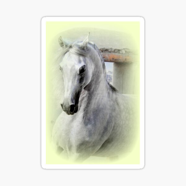 Arabian Horse Sticker