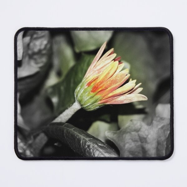 Item preview, Orange Gerber Daisy Side View Focal Black and White designed and sold by JariHawk.
