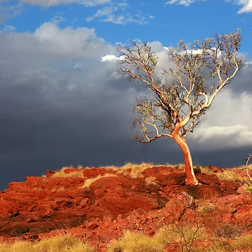 Artwork thumbnail, Phoenix Tree by evolutionx