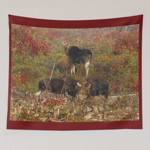 Item preview, Maine bulls & cow moose designed and sold by Enola Gay Wagner.