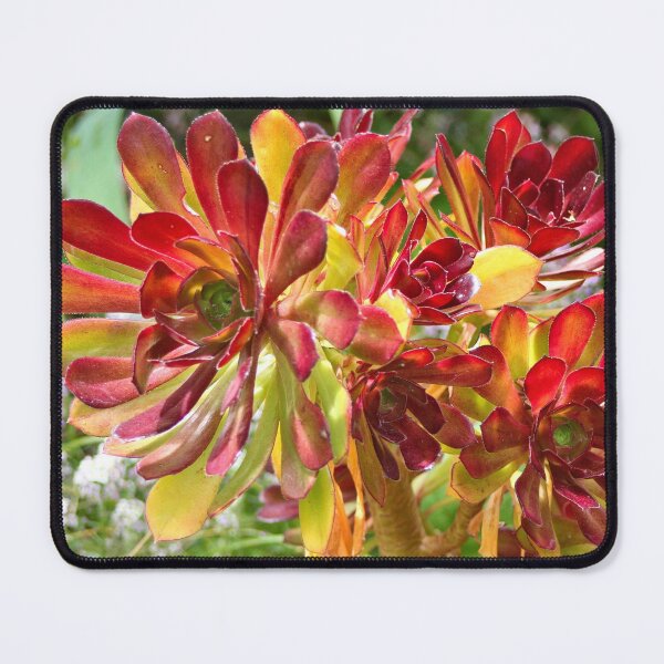 Item preview, Superb red-tipped succulent, Melbourne Botanic Garden designed and sold by FranWest.