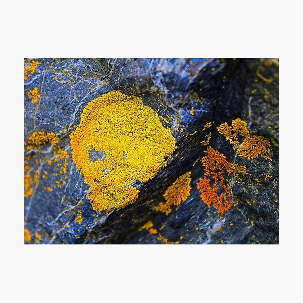 Nature's Gold Photographic Print