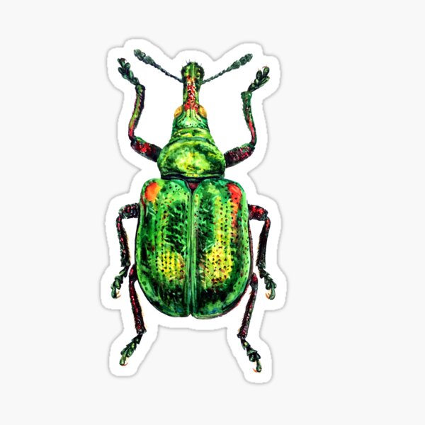 Item preview, Green Weevil transparent background designed and sold by Roxytee.
