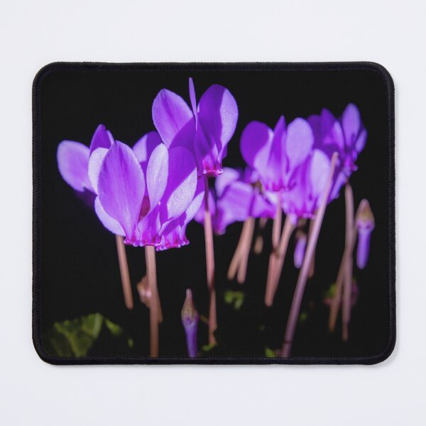 Item preview, Cyclamen hederifolium flowering designed and sold by Graham Prentice.