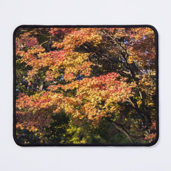 Item preview, Maples in Glorious Autumn Colour designed and sold by Graham Prentice.