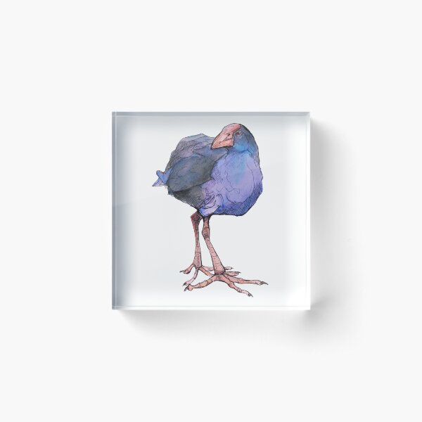 Native Bird - Pukeko Acrylic Block