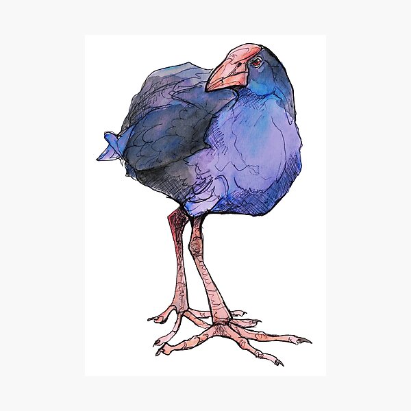 Native Bird - Pukeko Photographic Print