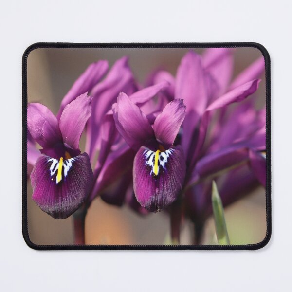 Item preview, Purple Iris reticulata designed and sold by cuprum.
