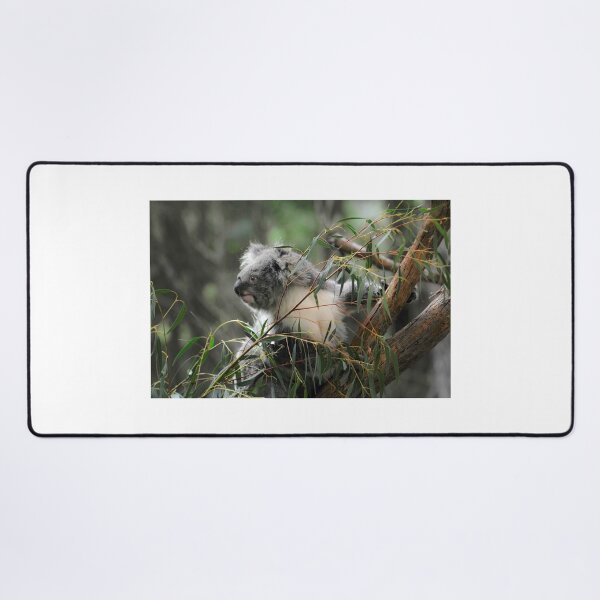 Item preview, Koala at Healesville 11 designed and sold by Tom Newman.