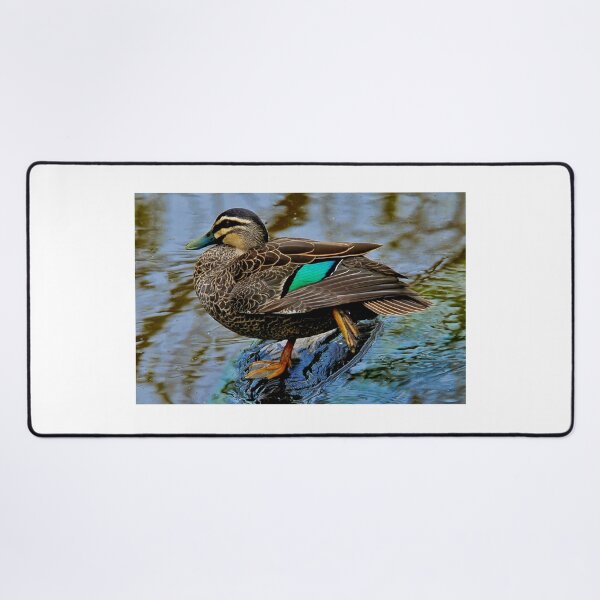 Item preview, Pacific Black Duck designed and sold by Tom Newman.