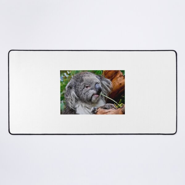 Item preview, Koala at Healesville designed and sold by Tom Newman.