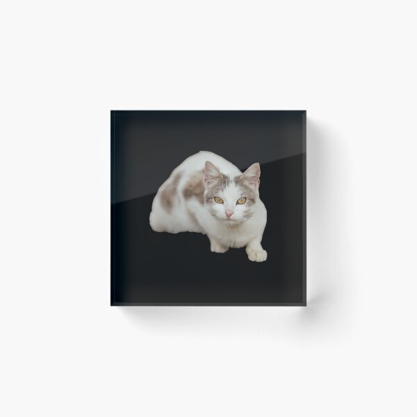 Artikelvorschau, Schöne weiße Katze entworfen und verkauft von roasted-peanuts.