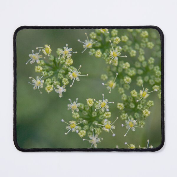 Item preview, Parsley flowers designed and sold by GreenNote.