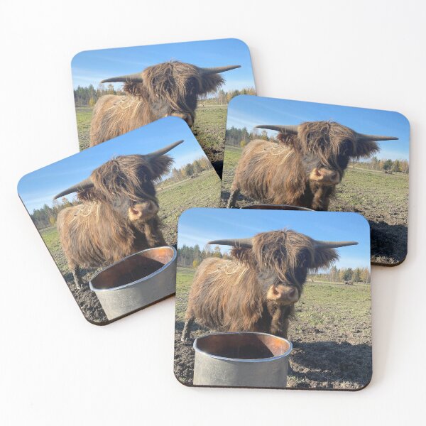 Item preview, Scottish Highland Cattle Bull Calf 3018 designed and sold by SaarelaHighland.