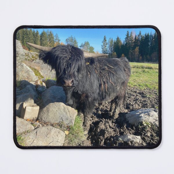Item preview, Scottish Highland Cattle Bull Calf 3020 designed and sold by SaarelaHighland.