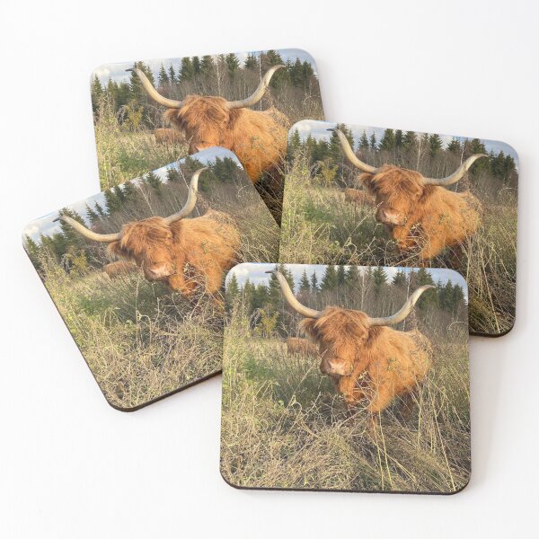 Item preview, Scottish Highland Cattle Cow with huge horns 3025 designed and sold by SaarelaHighland.
