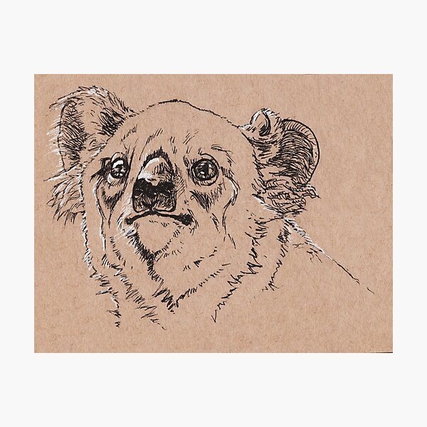 Koala Bear Photographic Print
