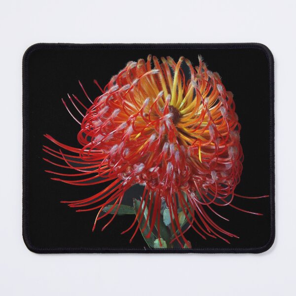 Item preview, Leucospermum cordifolium designed and sold by Mythos57.