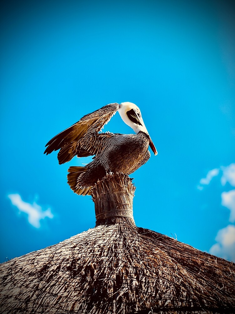 the-wildlife-you-see-in-mexico-poster-for-sale-by-kjerstynamd-redbubble