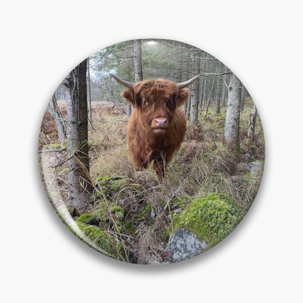 Item preview, Scottish Highland Cattle Calf 3030 designed and sold by SaarelaHighland.