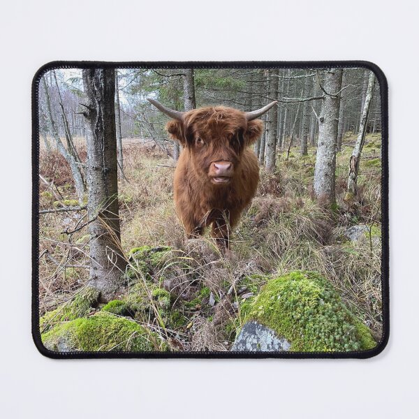 Item preview, Scottish Highland Cattle Calf 3030 designed and sold by SaarelaHighland.