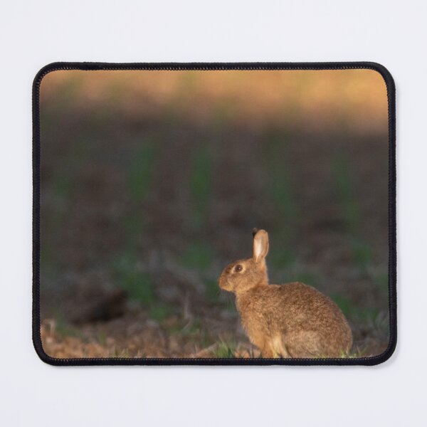 Item preview, Hare in early morning sun designed and sold by RazzaBlu.