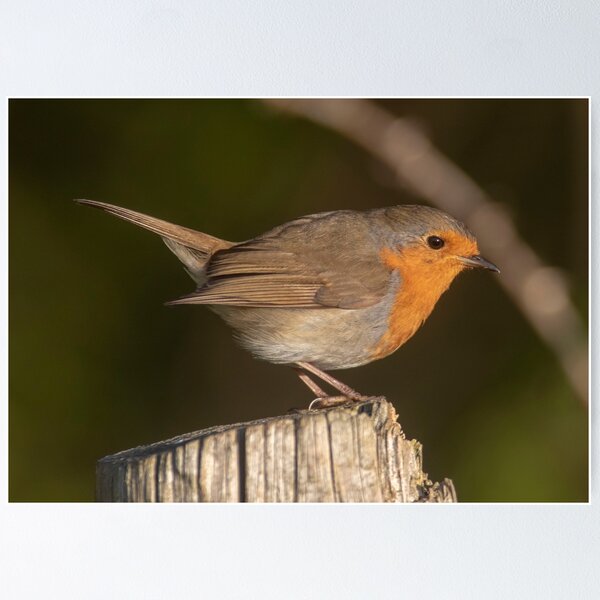 Artikelvorschau, Robin im Sonnenschein entworfen und verkauft von RazzaBlu.