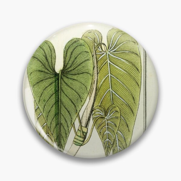 Artikelvorschau, Reifes Herzblatt Philodendron - Philodendron hederaceum - Botanische Illustration entworfen und verkauft von chimakingthings.