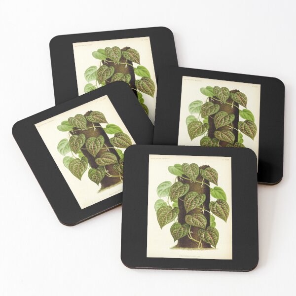 Item preview, Piper ornatum - botanical illustration designed and sold by chimakingthings.