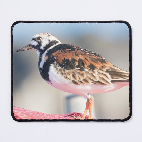 Item preview, Turnstone designed and sold by LaurenTucker.