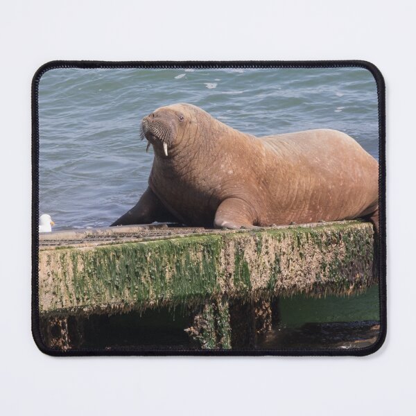 Item preview, Wally the Walrus designed and sold by LaurenTucker.