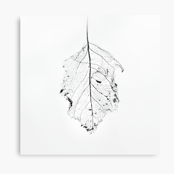 Skeleton Leaf Metal Print