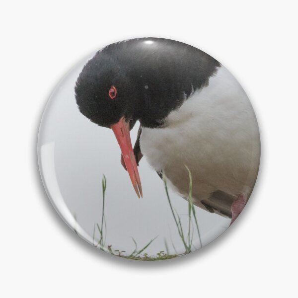 Item preview, Oystercatcher designed and sold by LaurenTucker.