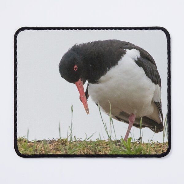 Item preview, Oystercatcher designed and sold by LaurenTucker.