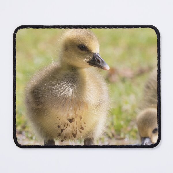 Item preview, Greylag Goose (Baby) designed and sold by LaurenTucker.